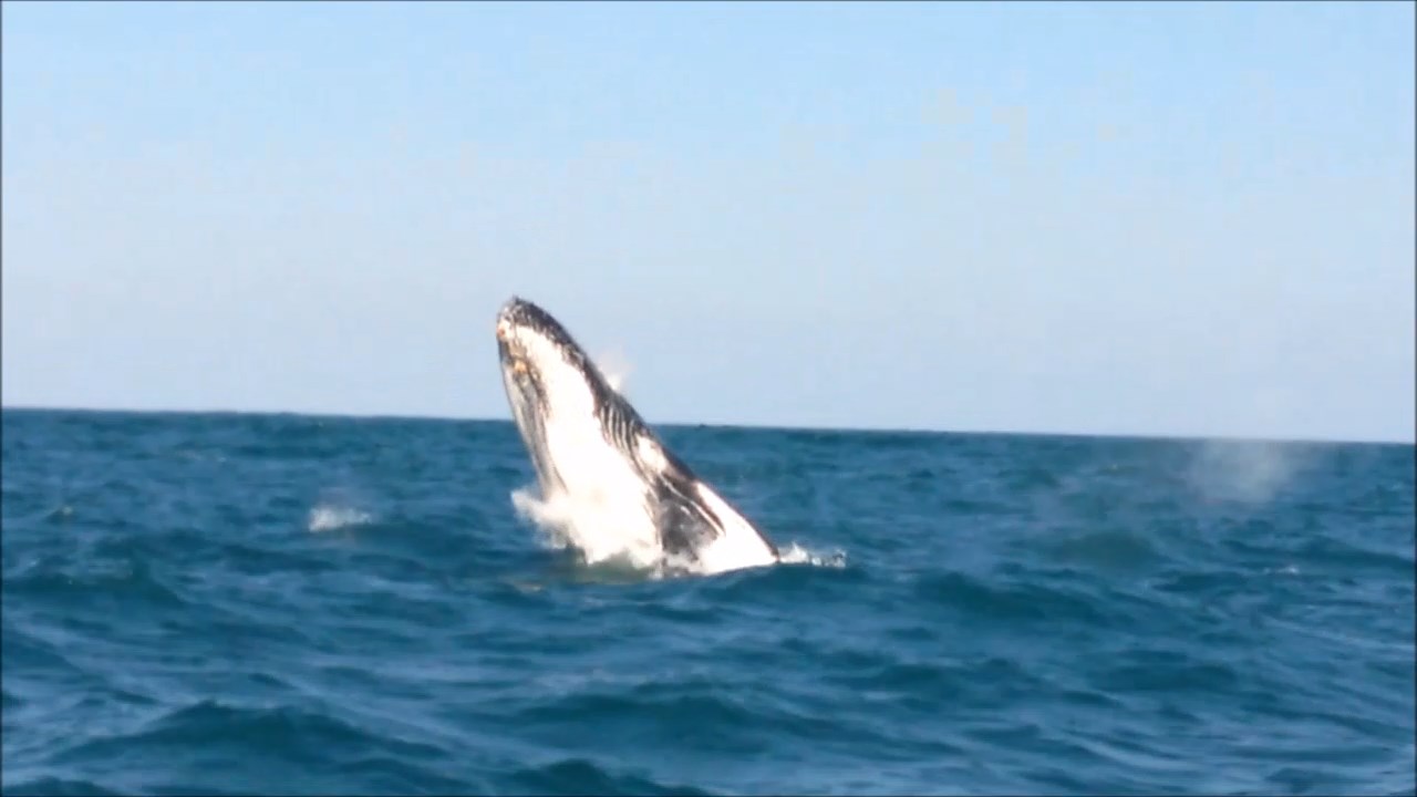 Humpbacks